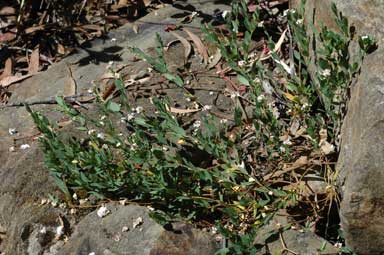 APII jpeg image of Pimelea spicata  © contact APII