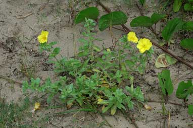 APII jpeg image of Oenothera drummondii subsp. drummondii  © contact APII