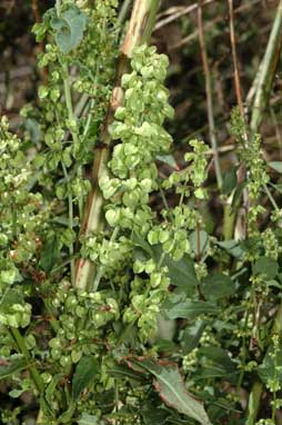 APII jpeg image of Rumex crispus  © contact APII