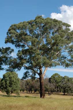 APII jpeg image of Eucalyptus melliodora  © contact APII