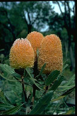 APII jpeg image of Banksia burdettii  © contact APII