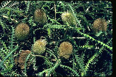 APII jpeg image of Banksia dryandroides  © contact APII