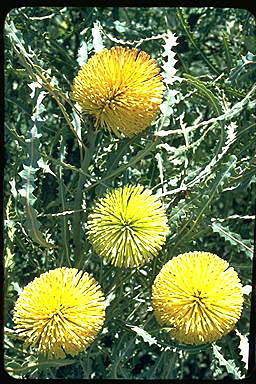 APII jpeg image of Banksia elegans  © contact APII