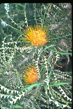 APII jpeg image of Banksia nobilis  © contact APII