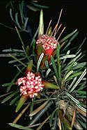Lambertia formosa - click for larger image