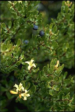 APII jpeg image of Persoonia gunnii  © contact APII