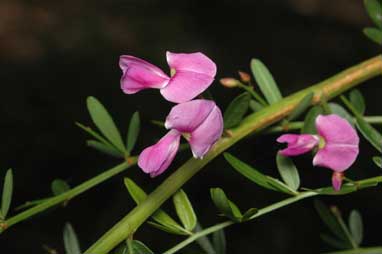 APII jpeg image of Desmodium acanthocladum  © contact APII