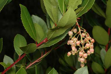 APII jpeg image of Arbutus unedo  © contact APII