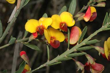 APII jpeg image of Bossiaea heterophylla  © contact APII