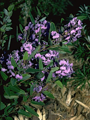 APII jpeg image of Hardenbergia violacea  © contact APII