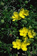 Hibbertia pedunculata - click for larger image