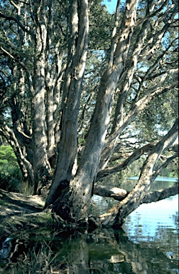 APII jpeg image of Melaleuca quinquenervia  © contact APII