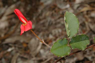 APII jpeg image of Kennedia prostrata  © contact APII