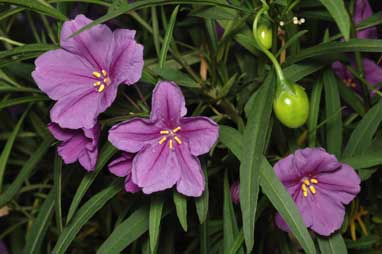 APII jpeg image of Solanum linearifolium  © contact APII