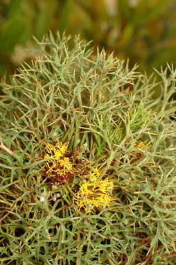 APII jpeg image of Isopogon ceratophyllus  © contact APII