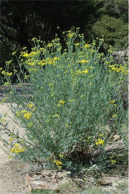 APII jpeg image of Senecio pinnatifolius var. pinnatifolius  © contact APII