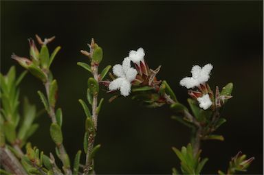 APII jpeg image of Leucopogon microphyllus var. microphyllus  © contact APII