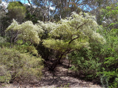 APII jpeg image of Leptospermum brevipes  © contact APII