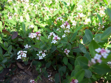 APII jpeg image of Pimelea spicata  © contact APII