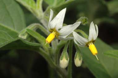 APII jpeg image of Solanum chenopodioides  © contact APII