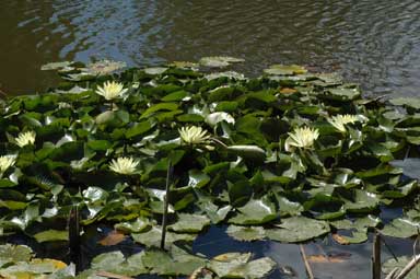 APII jpeg image of Nymphaea mexicana  © contact APII