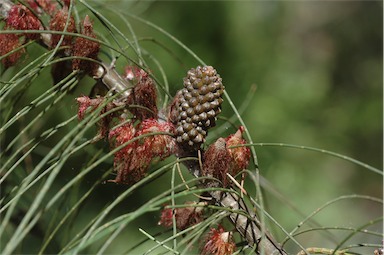 APII jpeg image of Allocasuarina campestris  © contact APII