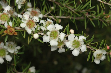 APII jpeg image of Leptospermum 'Cardwell'  © contact APII