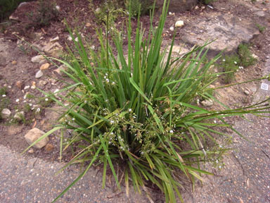 APII jpeg image of Dianella longifolia var. grandis  © contact APII