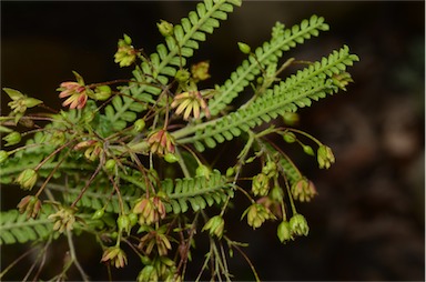 APII jpeg image of Dodonaea multijuga  © contact APII