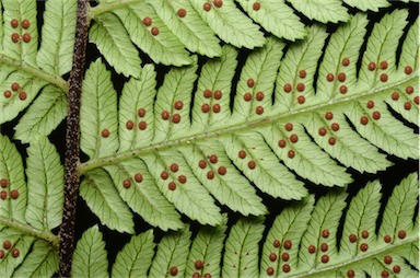 APII jpeg image of Cyathea leichhardtiana  © contact APII