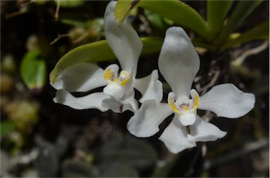 APII jpeg image of Sarcochilus falcatus  © contact APII