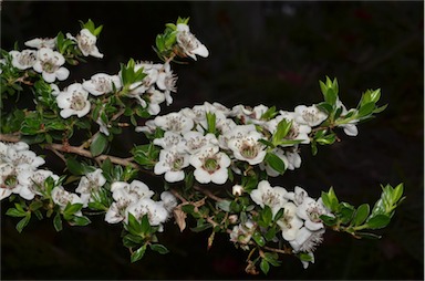 APII jpeg image of Leptospermum nitidum  © contact APII