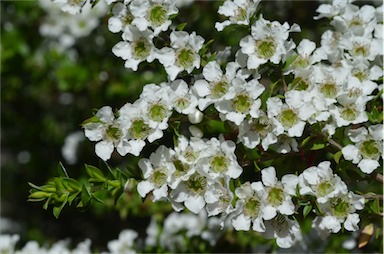 APII jpeg image of Leptospermum continentale 'Horizontalis'  © contact APII