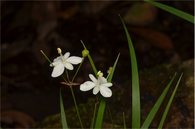 APII jpeg image of Libertia pulchella  © contact APII