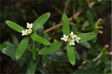 APII jpeg image of Pimelea drupacea  © contact APII