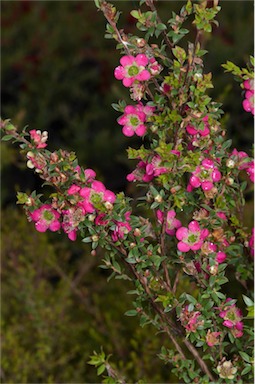 APII jpeg image of Leptospermum 'Lipstick'  © contact APII