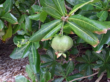 APII jpeg image of Barringtonia asiatica  © contact APII