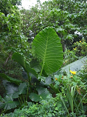 APII jpeg image of Colocasia esculenta  © contact APII