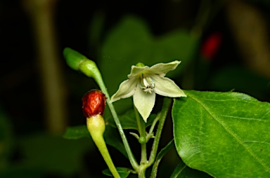 APII jpeg image of Capsicum frutescens  © contact APII