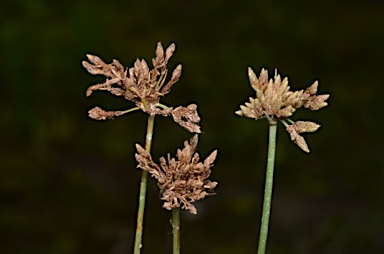 APII jpeg image of Fimbristylis cymosa  © contact APII