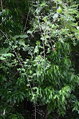 APII jpeg image of Maclura cochinchinensis  © contact APII