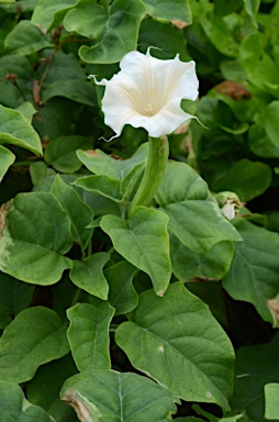 APII jpeg image of Datura metel  © contact APII