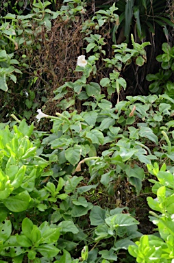 APII jpeg image of Datura metel  © contact APII