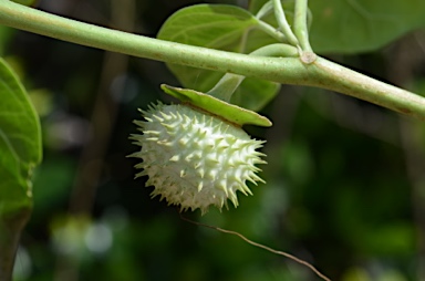 APII jpeg image of Datura metel  © contact APII