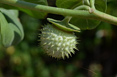 APII jpeg image of Datura metel  © contact APII