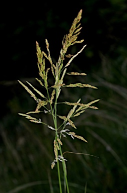 APII jpeg image of Sorghum bicolor  © contact APII