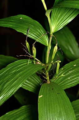 APII jpeg image of Corymborkis veratrifolia  © contact APII