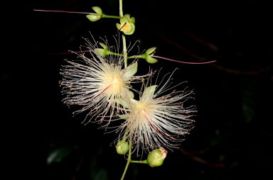 APII jpeg image of Barringtonia racemosa  © contact APII