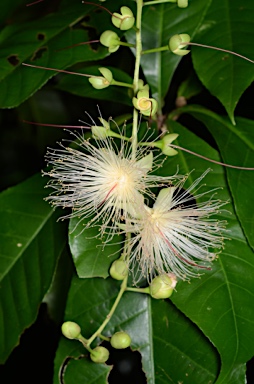 APII jpeg image of Barringtonia racemosa  © contact APII