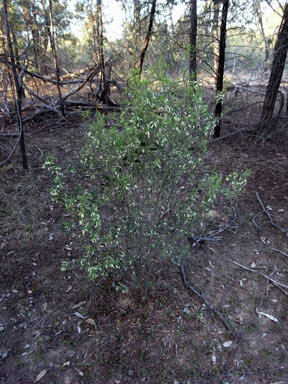 APII jpeg image of Leucopogon biflorus  © contact APII